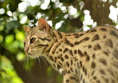 A leopard cat in a tree - Vietnam hidden,crypsis,Camouflage,camo,disguise,disguised,camouflaged,Carnivorous,Carnivore,carnivores,coloration,Colouration,patterns,patterned,Pattern,spotty,spot,Spots,spotted,resting,rested,rest,Arboreal,