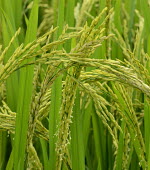 Rice grain - Vietnam Stage,Leaf,leafs,leaves,coloration,Colouration,Leaf sprouting,Close up,colours,color,colors,Colour,Human impact,human influence,anthropogenic,farmed land,farm land,farmland,Farming,industry,farm,Green