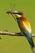 European bee-eater eating a dragonfly - Africa Multi-coloured,multicoloured,multi-colored,colorful,multicolored,colourful,coloration,Colouration,colours,color,colors,Colour,food,feed,hungry,eat,hunger,Feeding,eating,Perching,perched,perch,bright c