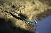 Blue-breasted Cordon-bleu at a water hole - Africa colours,color,colors,Colour,azul,Blue,drink,thirst,drinks,Drinking,thirsty,arid,drought,waterless,no water,dried up,barren,baked,Dry,parched,moistureless,coloration,Colouration,Blue-breasted Cordon-bl