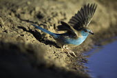Blue-breasted Cordon-bleu at a water hole - Africa Blue-breasted Cordon-bleu,Blue-breasted Cordonbleu,Blue Waxbill,Southern blue waxbill,blue-breasted waxbill,southern cordon-bleu,blue-cheeked cordon-bleu,Angola cordon-bleu,bird,birds,Animalia,Chordat