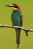 European bee-eater - Africa coloration,Colouration,bright colour,bright,Colourful,brightly coloured,colorful,bright colours,Multi-coloured,multicoloured,multi-colored,multicolored,colourful,Green background,colours,color,colors,