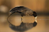 Coot- Africa Reflection,drink,thirst,drinks,Drinking,thirsty,blur,selective focus,blurry,depth of field,Shallow focus,blurred,soft focus,bird,birds,Coot,Fulica atra,Aves,Birds,Rallidae,Coots, Rails, Waterhens,Chor