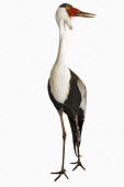 Wattled crane Close up,White background,nothing,plain background,nothing in background,Plain,blank background,blank,Portrait,face picture,face shot,crane,bird,birds,Wattled crane,Bugeranus carunculatus,Aves,Birds,C