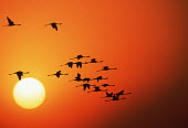 Greater flamingos silhouetted against the sunset - South Africa Aquatic,water,water body,Lake,lakes,environment,ecosystem,Habitat,sunrises,Sunrise,Morning,Dawn,Daybreak,sun rise,Sunrise sky,nightfall,dusk,Evening,sunsets,sun set,Sunset,Colonisation,Colony,Colonial
