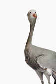 Blue crane nothing,plain background,nothing in background,Plain,blank background,blank,feathers,Feather,Plumage,plumes,plume,Portrait,face picture,face shot,White background,crane,bird,birds,Blue crane,Anthropoi