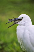 Little egret swallowing a fish - Mozambique, Africa egret,bird,birds,Little egret,Egretta garzetta,Ciconiiformes,Herons Ibises Storks and Vultures,Chordates,Chordata,Herons, Bitterns,Ardeidae,Aves,Birds,Aigrette garzette,Europe,Flying,Africa,Temporary