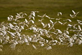 A flock of cattle egret - Kenya action,movement,move,Moving,in action,in motion,motion,in-air,in flight,flight,in-flight,flap,Flying,fly,in air,flapping,egret,bird,birds,Cattle egret,Bubulcus ibis,Ciconiiformes,Herons Ibises Storks