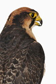 Lanner falcon Portrait,face picture,face shot,Close up,Facial portrait,face,nothing,plain background,nothing in background,Plain,blank background,blank,White background,falcon,bird of prey,raptor,bird,birds,Lanner
