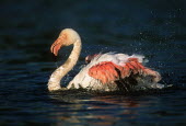 Greater flamingo - South Africa pink,environment,ecosystem,Habitat,coloration,Colouration,feathers,Feather,colours,color,colors,Colour,Aquatic,water,water body,Lake,lakes,flamingo,flamingos,bird,birds,Greater flamingo,Phoenicopterus