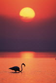 Greater flamingo at sunset - South Africa flamingo,flamingos,bird,birds,Greater flamingo,Phoenicopterus roseus,Ciconiiformes,Herons Ibises Storks and Vultures,Chordates,Chordata,Phoenicopteridae,Flamingos,Phoenicopteriformes,Aves,Birds,pink f