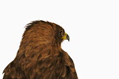 Wahlbergâs eagle eagle,bird of prey,raptor,bird,birds,Wahlbergâs eagle,Aquila wahlbergi,Aves,Birds,Falconiformes,Hawks Eagles Falcons Kestrel,Accipitridae,Hawks, Eagles, Kites, Harriers,Chordates,Chordata,Hieraaetu