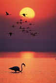 Greater flamingos at sunset - South Africa flamingo,flamingos,bird,birds,Greater flamingo,Phoenicopterus roseus,Ciconiiformes,Herons Ibises Storks and Vultures,Chordates,Chordata,Phoenicopteridae,Flamingos,Phoenicopteriformes,Aves,Birds,pink f
