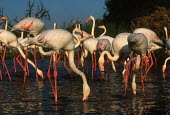 Greater flamingo - South Africa Aquatic,water,water body,migration,migrate,Migratory,travel,environment,ecosystem,Habitat,Colonisation,Colony,Colonial,Lake,lakes,flamingo,flamingos,bird,birds,Greater flamingo,Phoenicopterus roseus,C