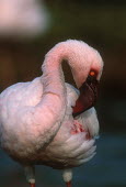 Lesser flamingo - Kenya Lake,lakes,feathers,Feather,Pink background,environment,ecosystem,Habitat,Aquatic,water,water body,flamingo,flamingos,bird,birds,Lesser flamingo,Phoenicopterus minor,Ciconiiformes,Herons Ibises Storks