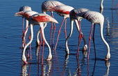 Greater flamingo - South Africa Aquatic,water,water body,environment,ecosystem,Habitat,Colonisation,Colony,Colonial,Lake,lakes,migration,migrate,Migratory,travel,flamingo,flamingos,bird,birds,Greater flamingo,Phoenicopterus roseus,C