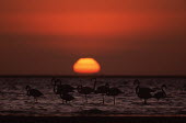 Greater flamingos at sunset - South Africa flamingo,flamingos,bird,birds,Greater flamingo,Phoenicopterus roseus,Ciconiiformes,Herons Ibises Storks and Vultures,Chordates,Chordata,Phoenicopteridae,Flamingos,Phoenicopteriformes,Aves,Birds,pink f