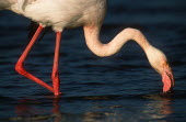 Greater flamingo - South Africa coloration,Colouration,feathers,Feather,environment,ecosystem,Habitat,Lake,lakes,pink,colours,color,colors,Colour,Aquatic,water,water body,flamingo,flamingos,bird,birds,Greater flamingo,Phoenicopterus