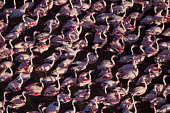 Lesser flamingos flock in their thousands, known as a flamboyance - Kenya migration,migrate,Migratory,travel,Colonisation,Colony,Colonial,environment,ecosystem,Habitat,pink,colours,color,colors,Colour,coloration,Colouration,Aquatic,water,water body,elevated view,Aerial,Lake