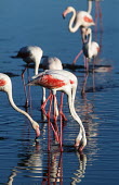 Greater flamingo - South Africa Lake,lakes,migration,migrate,Migratory,travel,Aquatic,water,water body,environment,ecosystem,Habitat,Colonisation,Colony,Colonial,flamingo,flamingos,bird,birds,Greater flamingo,Phoenicopterus roseus,C