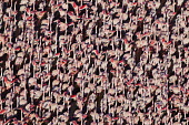 Lesser flamingos flock in their thousands, known as a flamboyance - Kenya Martin Harvey flamingo,flamingos,bird,birds,Lesser flamingo,Phoenicopterus minor,Ciconiiformes,Herons Ibises Storks and Vultures,Flamingos,Phoenicopteriformes,Chordates,Chordata,Phoenicopteridae,Aves,Birds,Flamenco Enano,Petit flamant,Flamant nain,Carnivorous,Wetlands,Salt marsh,Aquatic,minor,Animalia,Terrestrial,Appendix II,Near Threatened,Asia,Flying,Phoeniconaias,Africa,Europe,IUCN Red List