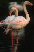 Greater flamingo - South Africa colours,color,colors,Colour,coloration,Colouration,pink,environment,ecosystem,Habitat,Aquatic,water,water body,feathers,Feather,Lake,lakes,flamingo,flamingos,bird,birds,Greater flamingo,Phoenicopterus