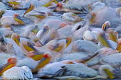 Flock of great white pelican - Kenya pelican,bird,birds,Great white pelican,Pelecanus onocrotalus,Pelicans and Cormorants,Pelecaniformes,Chordates,Chordata,Pelecanidae,Pelicans,Aves,Birds,Pélican blanc,Terrestrial,Pelecanus,Asia,Aquatic
