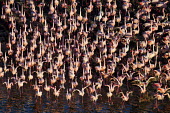 Lesser flamingos flock in their thousands, known as a flamboyance - Kenya environment,ecosystem,Habitat,Aquatic,water,water body,Colonisation,Colony,Colonial,pink,coloration,Colouration,colours,color,colors,Colour,Lake,lakes,elevated view,Aerial,migration,migrate,Migratory,