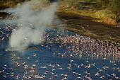 Lake shores of Nakuru and Bogoria filled with thousands of lesser flamingos - Kenya environment,ecosystem,Habitat,elevated view,Aerial,pink,migration,migrate,Migratory,travel,coloration,Colouration,Aquatic,water,water body,Lake,lakes,Colonisation,Colony,Colonial,colours,color,colors,