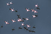 Lesser flamingos flock in their thousands, known as a flamboyance - Kenya Martin Harvey Colonisation,Colony,Colonial,migration,migrate,Migratory,travel,action,movement,move,Moving,in action,in motion,motion,environment,ecosystem,Habitat,colours,color,colors,Colour,Lake,lakes,Aquatic,water,water body,in-air,in flight,flight,in-flight,flap,Flying,fly,in air,flapping,pink,coloration,Colouration,flamingo,flamingos,bird,birds,Lesser flamingo,Phoenicopterus minor,Ciconiiformes,Herons Ibises Storks and Vultures,Flamingos,Phoenicopteriformes,Chordates,Chordata,Phoenicopteridae,Aves,Birds,Flamenco Enano,Petit flamant,Flamant nain,Carnivorous,Wetlands,Salt marsh,minor,Animalia,Terrestrial,Appendix II,Near Threatened,Asia,Phoeniconaias,Africa,Europe,IUCN Red List