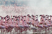 Lake shores of Nakuru and Bogoria filled with thousands of lesser flamingos - Kenya pink,environment,ecosystem,Habitat,Aquatic,water,water body,Lake,lakes,Colonisation,Colony,Colonial,coloration,Colouration,colours,color,colors,Colour,flamingo,flamingos,bird,birds,Lesser flamingo,Pho