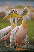 Great white pelicans - Kenya face,Bill,bills,Mouth,mouthpart,mouths,mouthparts,environment,ecosystem,Habitat,Aquatic,water,water body,Lake,lakes,pelican,bird,birds,Great white pelican,Pelecanus onocrotalus,Pelicans and Cormorants