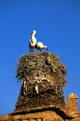 White storks have built a tall nest on top of ruins - Morocco stork,birds,bird,White stork,Ciconia ciconia,Chordates,Chordata,Storks,Ciconiidae,Ciconiiformes,Herons Ibises Storks and Vultures,Aves,Birds,Cigogne blanche,Asia,Africa,Temperate,Flying,Animalia,Cicon
