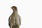 Pale chanting-goshawk - Africa Pale chanting-goshawk,Pale chanting goshawk,goshawk,bird,bird of prey,raptor,Animalia,Chordata,Aves,Accipitriformes,Accipitridae,Melierax canorus