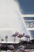 Lake shores of Nakuru and Bogoria filled with thousands of lesser flamingos - Kenya Lake,lakes,environment,ecosystem,Habitat,pink,coloration,Colouration,Colonisation,Colony,Colonial,Aquatic,water,water body,colours,color,colors,Colour,flamingo,flamingos,bird,birds,Lesser flamingo,Pho