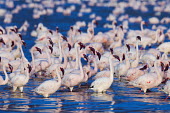 Lake shores of Nakuru and Bogoria filled with thousands of lesser flamingos - Kenya Aquatic,water,water body,pink,Lake,lakes,Colonisation,Colony,Colonial,coloration,Colouration,colours,color,colors,Colour,environment,ecosystem,Habitat,flamingo,flamingos,bird,birds,Lesser flamingo,Pho