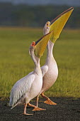 Great white pelicans - Kenya face,Lake,lakes,environment,ecosystem,Habitat,Mouth,mouthpart,mouths,mouthparts,Bill,bills,Aquatic,water,water body,pelican,bird,birds,Great white pelican,Pelecanus onocrotalus,Pelicans and Cormorants