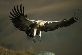 Cape vulture - Drakensberg Mountains, South Africa Altitude,high altitude,in-air,in flight,flight,in-flight,flap,Flying,fly,in air,flapping,Terrestrial,ground,action,movement,move,Moving,in action,in motion,motion,Montane,Mountain,environment,ecosyste