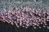Lesser flamingos flock in their thousands, known as a flamboyance - Kenya colours,color,colors,Colour,Colonisation,Colony,Colonial,coloration,Colouration,Lake,lakes,elevated view,Aerial,Aquatic,water,water body,pink,environment,ecosystem,Habitat,migration,migrate,Migratory,