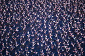 Lesser flamingos flock in their thousands, known as a flamboyance - Kenya pink,Aquatic,water,water body,migration,migrate,Migratory,travel,colours,color,colors,Colour,Lake,lakes,Colonisation,Colony,Colonial,coloration,Colouration,environment,ecosystem,Habitat,elevated view,