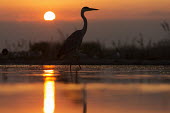 Grey heron at sunset - Africa Morning,Dawn,Sunset sky,Daybreak,environment,ecosystem,Habitat,Sky,outline,silhouetted,shadow,Silhouette,shadows,silhouettes,Evening,nightfall,sunsets,dusk,sun set,Sunset,Aquatic,water,water body,Lake