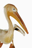 Great white pelican pelican,bird,birds,Great white pelican,Pelecanus onocrotalus,Pelicans and Cormorants,Pelecaniformes,Chordates,Chordata,Pelecanidae,Pelicans,Aves,Birds,Pélican blanc,Terrestrial,Pelecanus,Asia,Aquatic