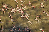 Lake shores of Nakuru and Bogoria filled with thousands of lesser flamingos - Kenya flamingo,flamingos,bird,birds,Lesser flamingo,Phoenicopterus minor,Ciconiiformes,Herons Ibises Storks and Vultures,Flamingos,Phoenicopteriformes,Chordates,Chordata,Phoenicopteridae,Aves,Birds,Flamenco