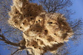 Huge nest in a tree created by sociable weaver birds - Namibia Sociable weaver,weaver,bird,birds,Animalia,Chordata,Aves,Passeriformes,Ploceidae,Philetairus socius