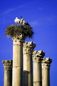 White stork nesting on top of ruins - Morocco stork,birds,bird,White stork,Ciconia ciconia,Chordates,Chordata,Storks,Ciconiidae,Ciconiiformes,Herons Ibises Storks and Vultures,Aves,Birds,Cigogne blanche,Asia,Africa,Temperate,Flying,Animalia,Cicon