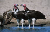 Lappet-faced vulture - Namibia vulture bird,birds,Lappet-faced vulture,Torgos tracheliotus