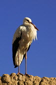 White stork - Morocco stork,birds,bird,White stork,Ciconia ciconia,Chordates,Chordata,Storks,Ciconiidae,Ciconiiformes,Herons Ibises Storks and Vultures,Aves,Birds,Cigogne blanche,Asia,Africa,Temperate,Flying,Animalia,Cicon
