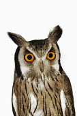 Southern white-faced owl owl,bird of prey,birds,bird,Southern white-faced owl,Ptilopsis granti,Owls,Strigiformes,Aves,Birds,Chordates,Chordata,True Owls,Strigidae,Forest,Terrestrial,Appendix II,Africa,Animalia,Flying,Ptilopsi