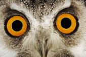 Southern white-faced owl eye colour,Facial portrait,face,Portrait,face picture,face shot,Macro,macrophotography,eyes,Eye,Close up,Orange,Orange eyes,owl,bird of prey,birds,bird,Southern white-faced owl,Ptilopsis granti,Owls,S