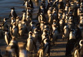 A colony of African penguins - South Africa penguin,aquatic bird,bird,birds,penguins,African penguin,Spheniscus demersus,Aves,Birds,Chordates,Chordata,Sphenisciformes,Penguins,Spheniscidae,jackass penguin,black-footed penguin,Pingüino del Cabo